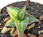 Sansevieria " Lavranos Vol. 23251 Vareigated " - Image 4