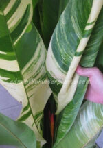 Heliconia " GIANT TORCH VARIEGATED "