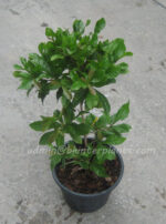 1 Plant Miracle Fruit - Image 2