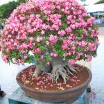 Adenium " Queen of Flower "
