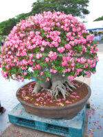 Adenium " Queen of Flower "