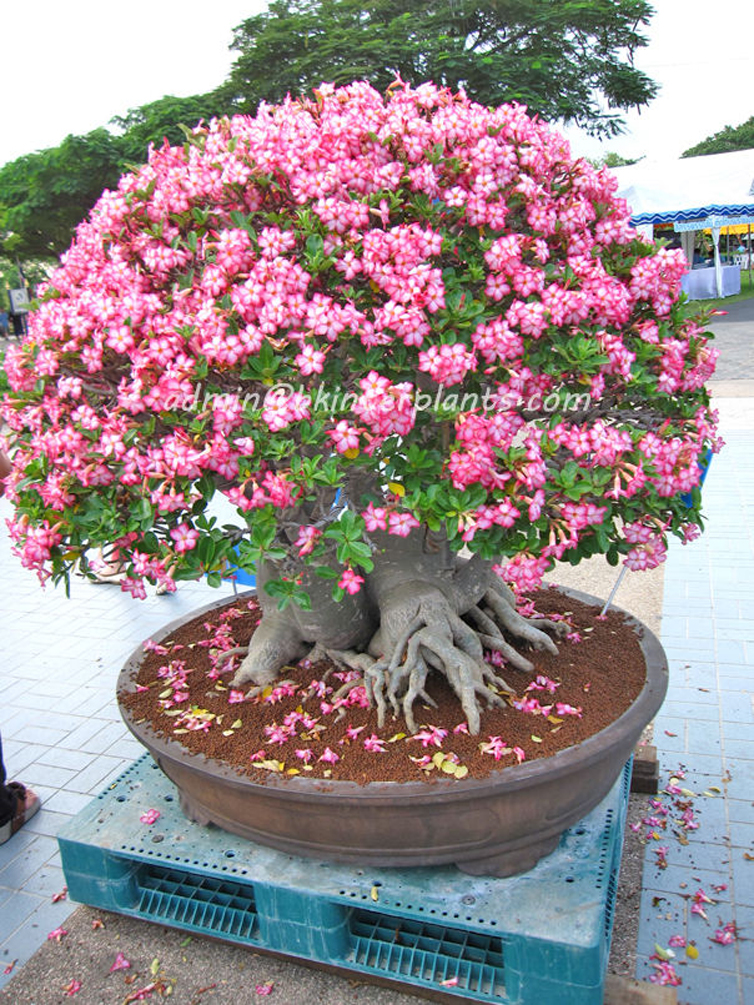 t2ec16v_yke9s7tw21zbseklw_fhw_60_57.jpg Adenium " Queen of Flower " - Image 1