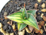 Sansevieria " Lavranos Vol. 23251 Vareigated "