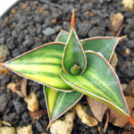 Sansevieria " Lavranos Vol. 23251 Vareigated "