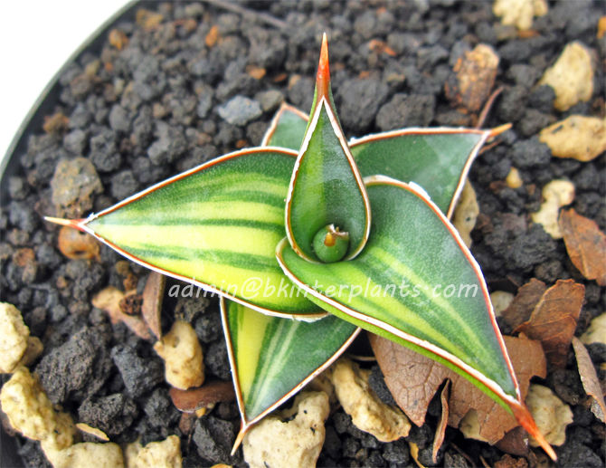 t2ec16v_zmfidgk8egjbsmykq_to_60_57_1.jpg Sansevieria " 23251 Yollow Vareigated " - Image 1