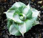 Agave " Ohi Variegated " - Image 3