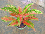 AGLAONEMA " Rich Rich " - Image 2