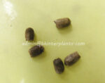 10 Seeds " Amorphophallus " - Image 3