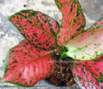 AGLAONEMA " Sweet Strawberry " - Image 2