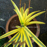 Sansevieria " TAKANA HYBRID Yellow Vareigated "