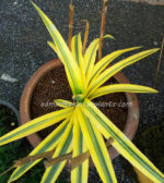 Sansevieria " TAKANA HYBRID Yellow Vareigated "
