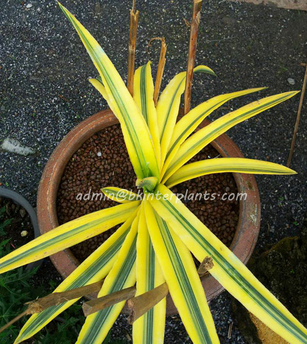 t3.jpg Sansevieria " TAKANA HYBRID Yellow Vareigated " - Image 1