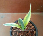 Sansevieria " TAKANA HYBRID Yellow Vareigated " - Image 3