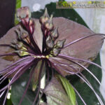 Tacca Black Bat Flower