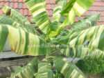 Musa Banana " TA NEE Variegated " - Image 2