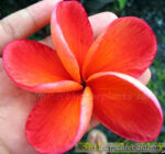 Plumeria " Tembola "