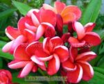 Plumeria " Tembola " - Image 2