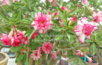 Adenium " Triple Amazing " - Image 2