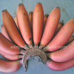 Musa Banana " KLUAI HOM NARK  "