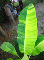 Musa Banana " Acuminata Colla Variegated " - Image 2