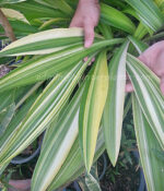 Variegate " SIBSANN Variegate Leaf " - Image 2