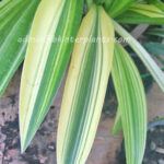 Variegate " SIBSANN Variegate Leaf "