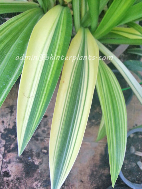 variegate_sibsann_variegate_leaf_2.jpg Variegate " SIBSANN Variegate Leaf " - Image 1