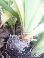 Variegate " SIBSANN Variegate Leaf " - Image 4