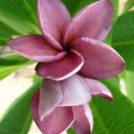 Plumeria " Violet Princess "