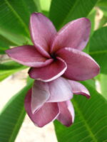 Plumeria " Violet Princess "