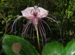 Tacca White Bat Flower - Image 2
