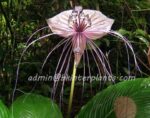 Tacca White Bat Flower