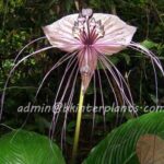 Tacca White Bat Flower