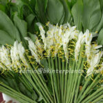 3 Corms " White Globba "