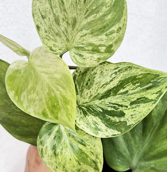 Wholesale 5 Plants Philodendron Hederaceum Variegated - BK Interplants