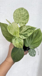 5 Plants Philodendron Hederaceum Variegated - Image 3