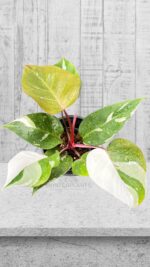 Wholesale 5 Plants Philodendron Red Anderson Variegated - BK Interplants