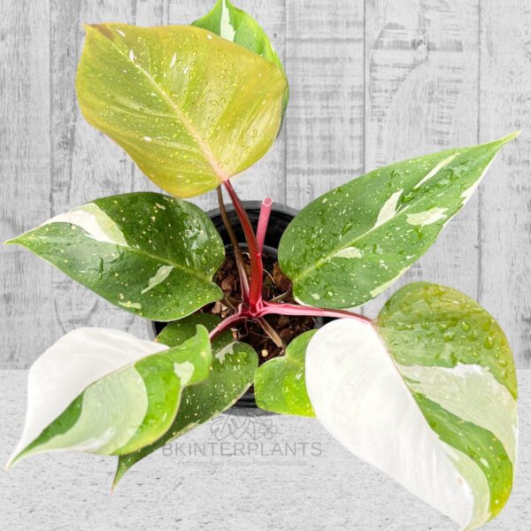 Wholesale 5 Plants Philodendron Red Anderson Variegated - BK Interplants