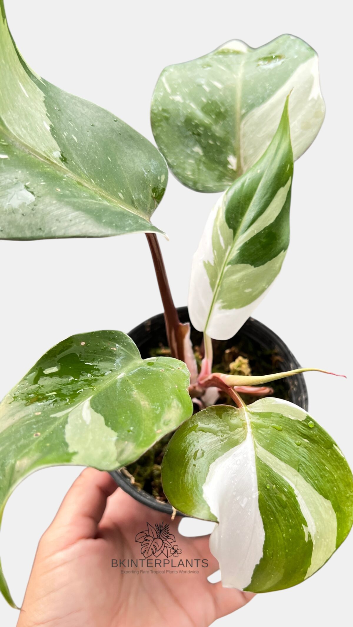 Rare Wholesale 5 Plants Philodendron Red Anderson Variegated - BK Interplants