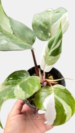 Rare Wholesale 5 Plants Philodendron Red Anderson Variegated - BK Interplants