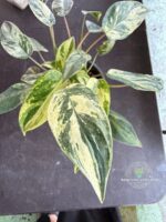 Healthy Rooted Emerald Queen Variegated Bulk Order Thailand