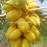 5 Seeds " Yellow Papaya "