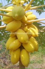 5 Seeds " Yellow Papaya "