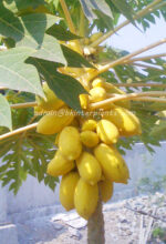 5 Seeds " Yellow Papaya " - Image 2