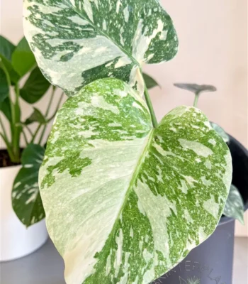 Rare Monstera deliciosa White Snow Variegated for sale with pristine white marble leaves