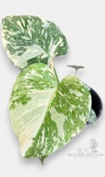 Close up of Monstera White Snow variegated leaves