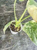 Monstera White Snow variegated plant in pot