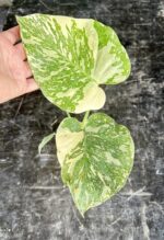 Monstera White Snow variegated collector plant