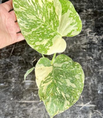 Monstera White Snow variegated collector plant