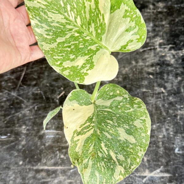 Monstera White Snow variegated collector plant
